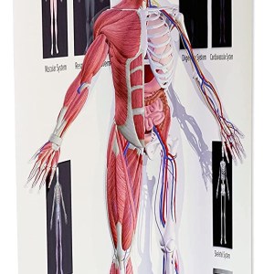 FarSight XR | Human Anatomy Interactive Augmented Reality Display (19" x 39" Poster) | Interactive STEM Education | Science