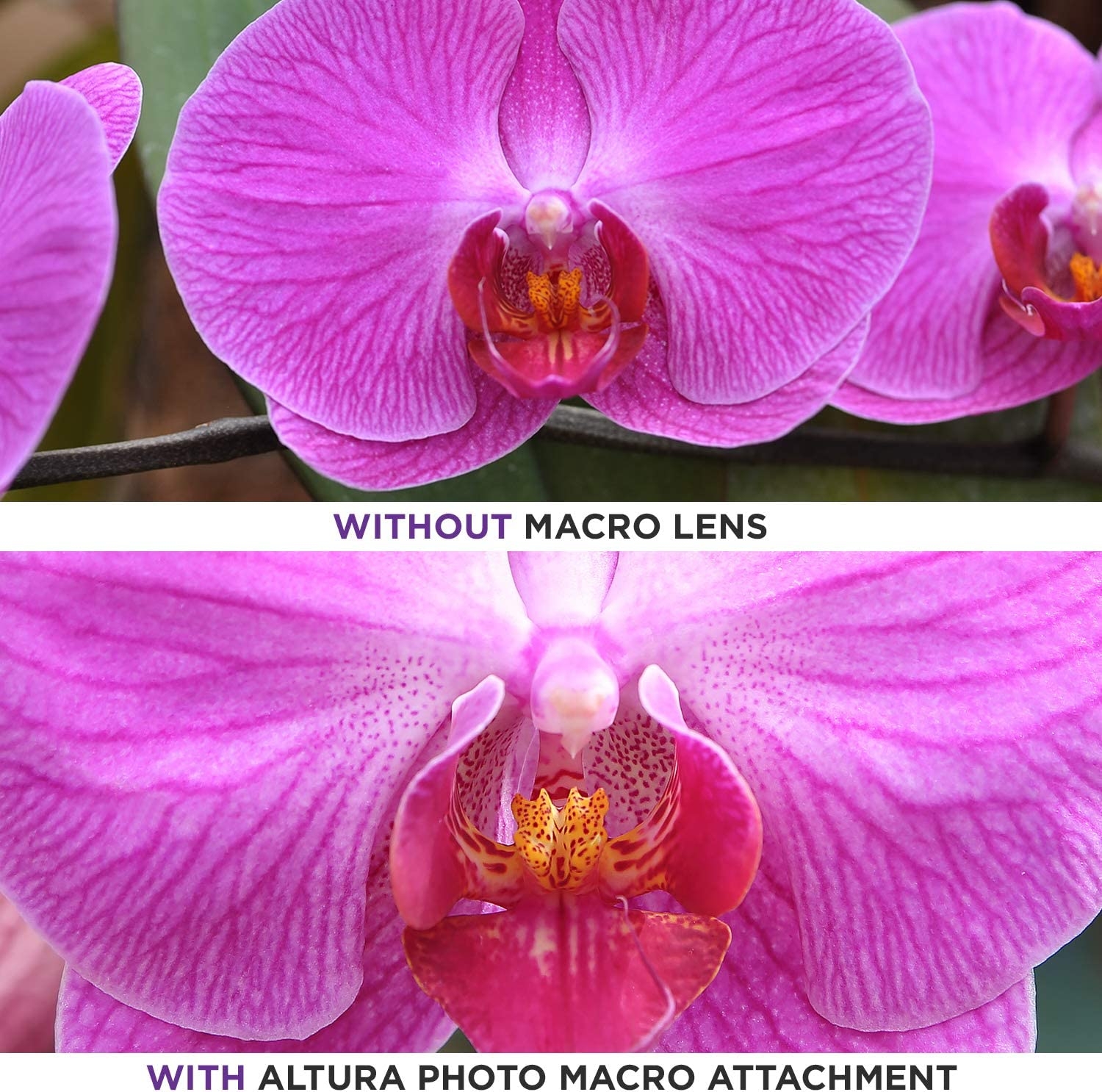 Altura Photo 58MM 0.35x Fisheye Canon Wide Angle Lens (w/Macro Portion) for DSLR Cameras EOS Rebel 70D 77D 80D 90D T8i T7 T7i - Image 7