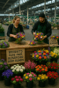 Pinstripes & Peonies Open Second Hand Flower Shop